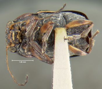 Media type: image;   Entomology 24993 Aspect: habitus ventral view